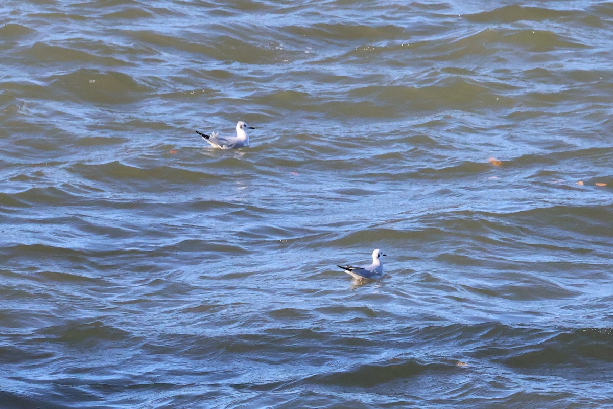 Bonaparte's Gull - ML501689341