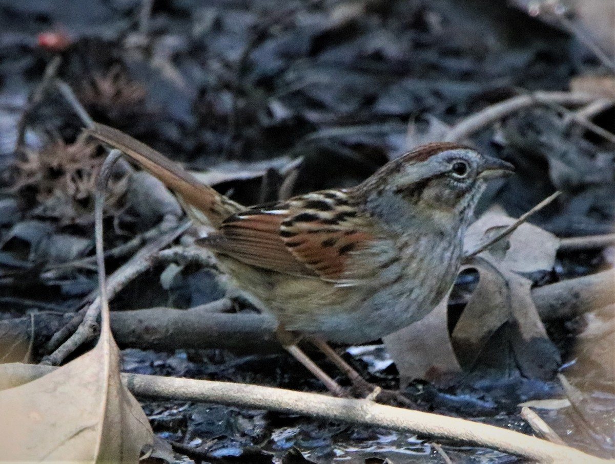 Swamp Sparrow - ML501690371