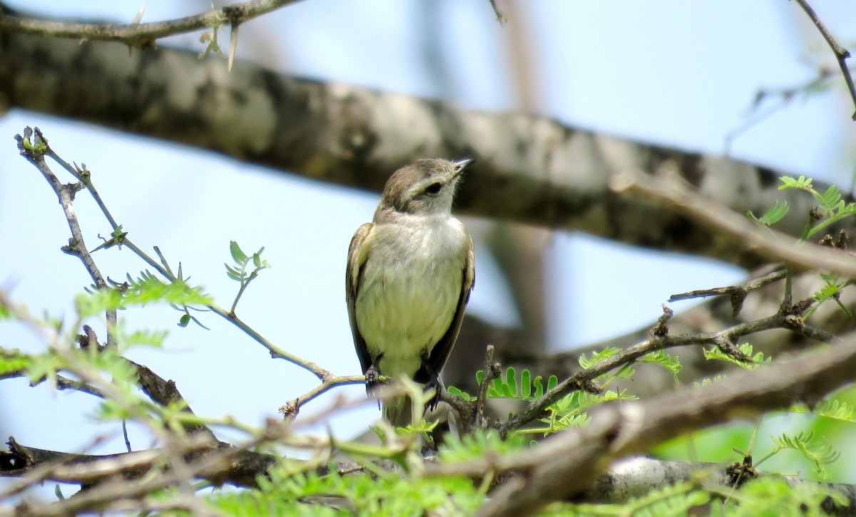 Tumbes Tyrannulet - Fernando Angulo - CORBIDI