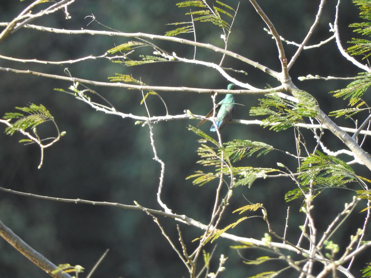 kolibřík modrouchý - ML501692451