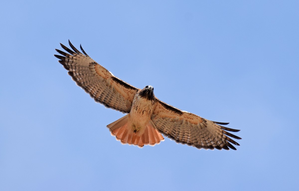 Red-tailed Hawk - ML501693361