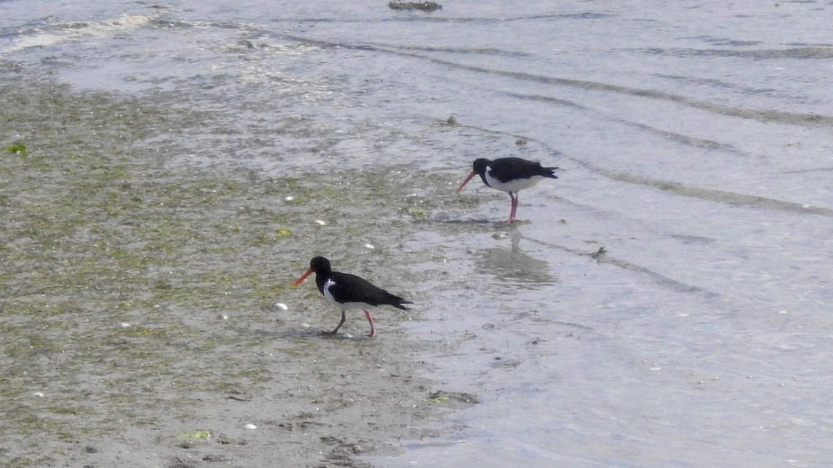 South Island Oystercatcher - Noam Markus