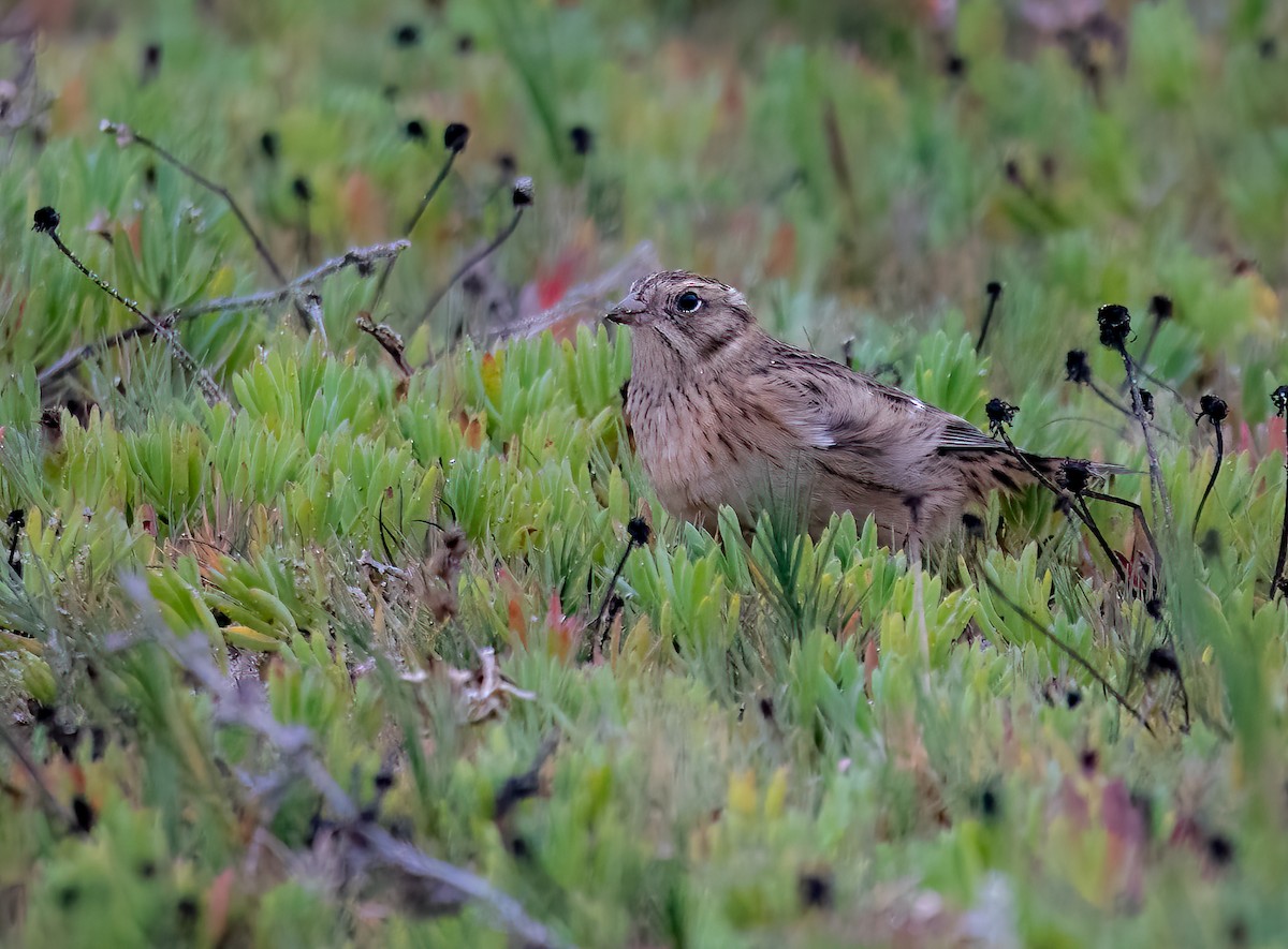 Smith's Longspur - ML501693621