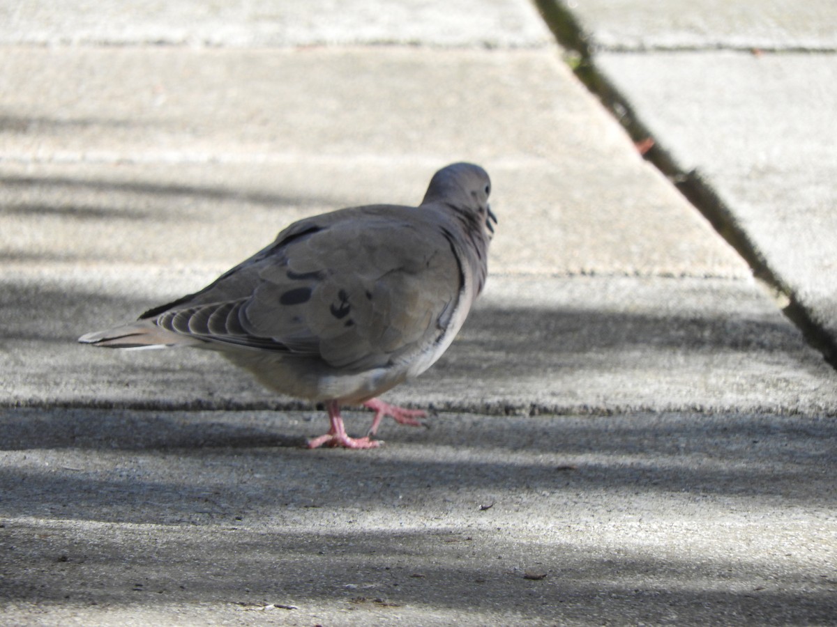 Eared Dove - ML501693841