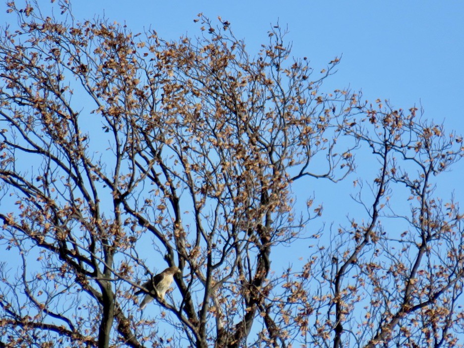 Red-tailed Hawk - ML501694931