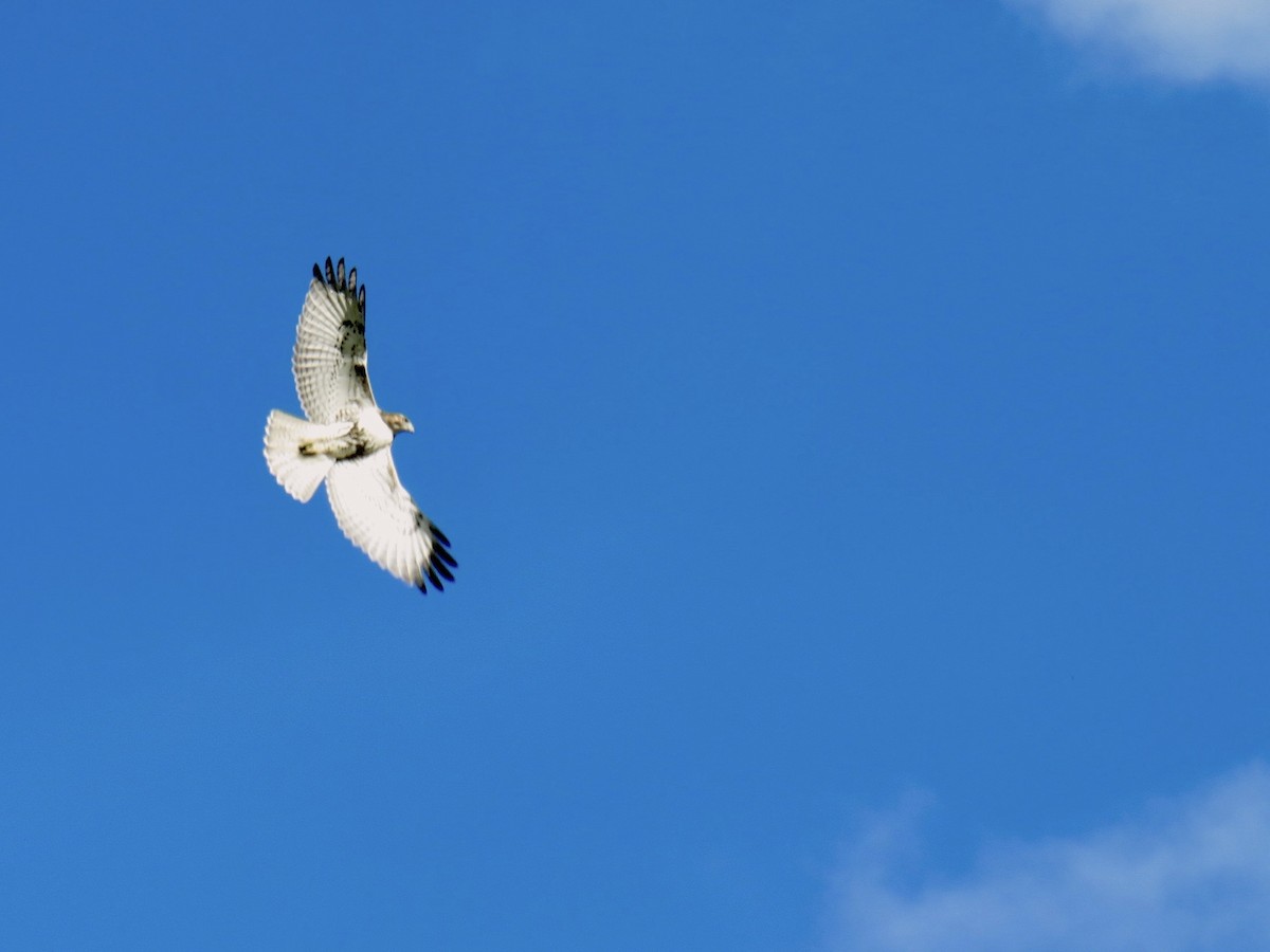 Red-tailed Hawk - ML501695191