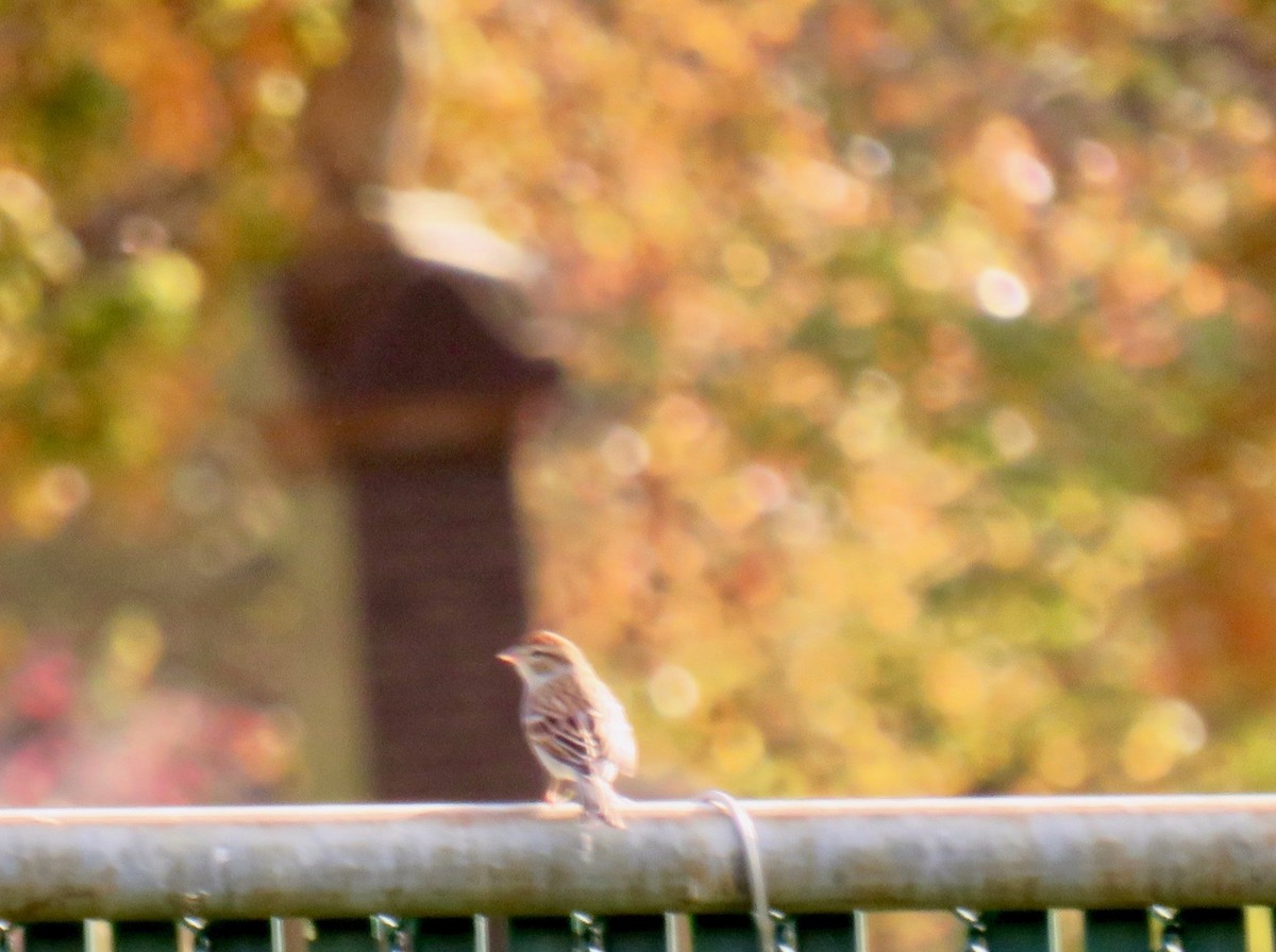 Field Sparrow - ML501695251