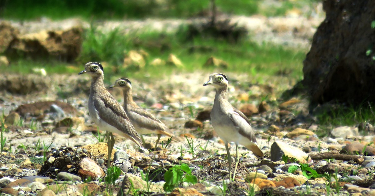 Peruvian Thick-knee - ML50169531