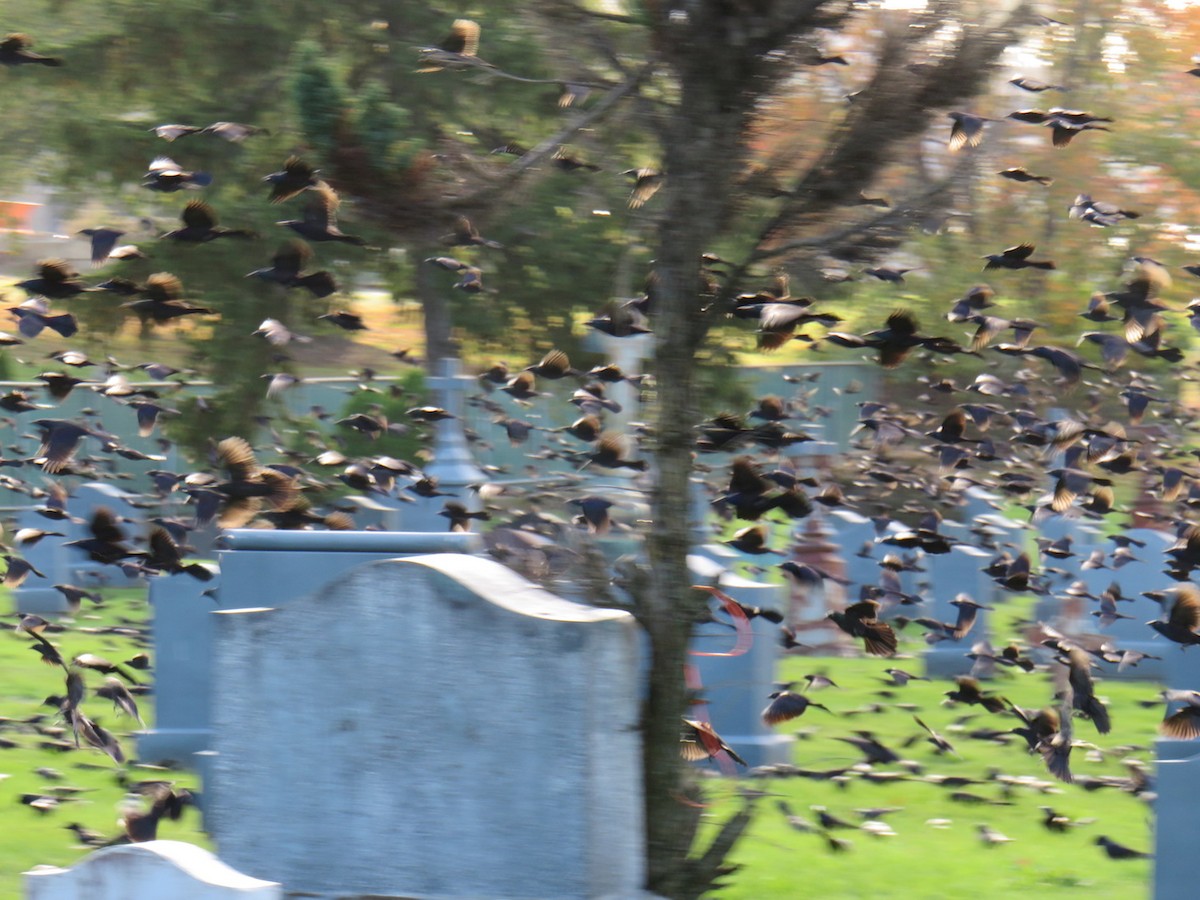 Common Grackle - ML501695331