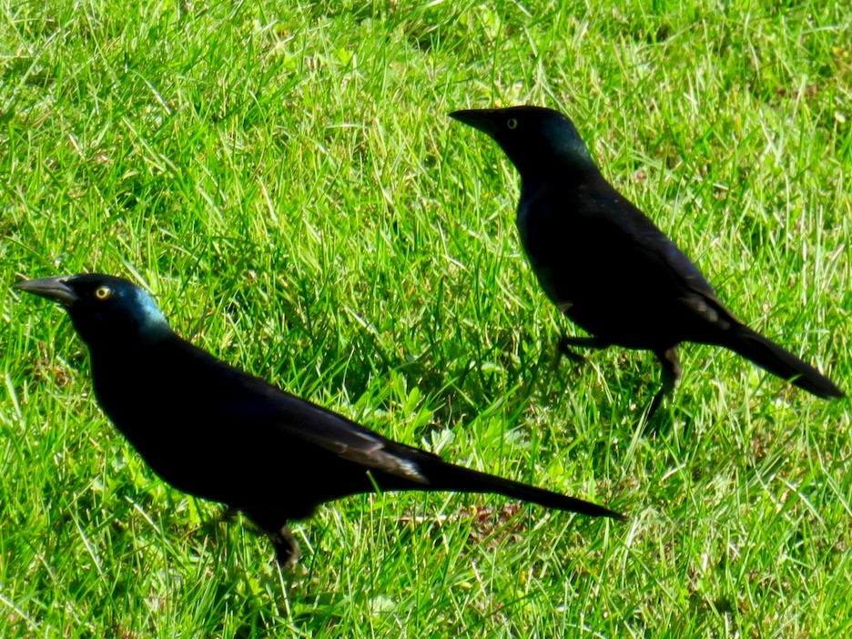 Common Grackle - ML501695351