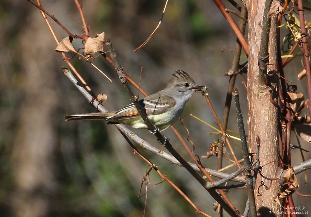 Ash-throated Flycatcher - Chuck Slusarczyk Jr