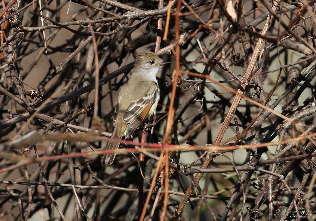 Ash-throated Flycatcher - ML501695781