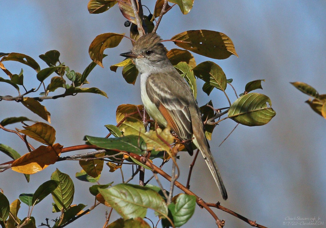 Ash-throated Flycatcher - Chuck Slusarczyk Jr