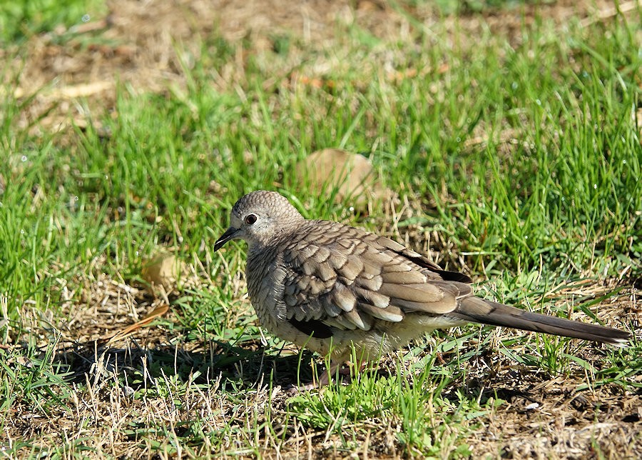 Inca Dove - ML501695921