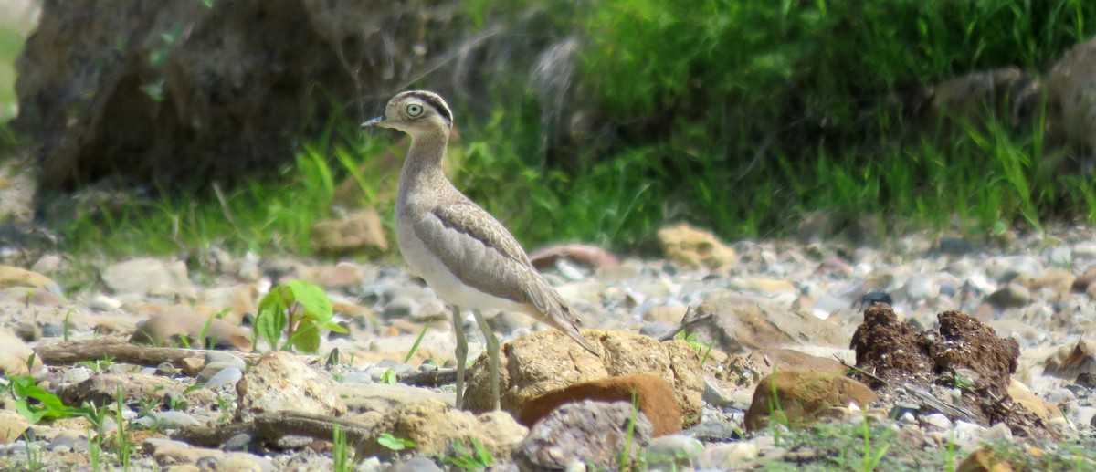 Peruvian Thick-knee - ML50169621