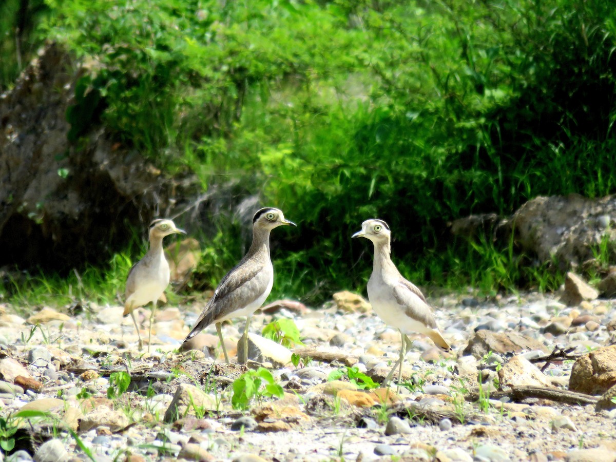 Peruvian Thick-knee - ML50169661