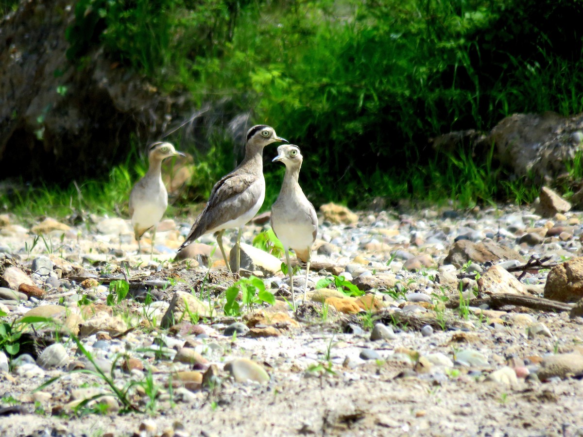 Peruvian Thick-knee - ML50169681