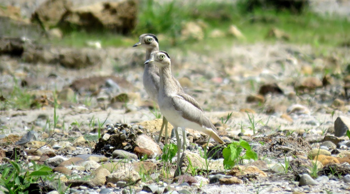 Peruvian Thick-knee - ML50169701