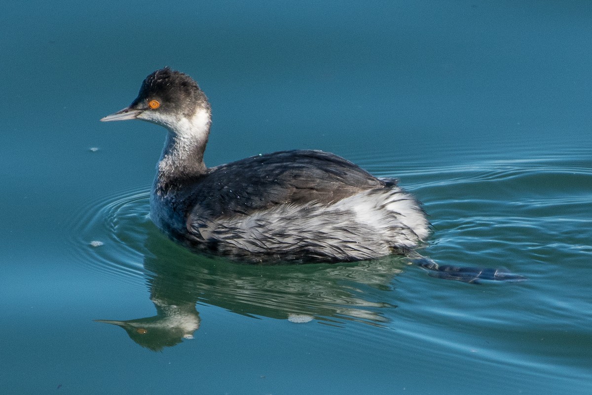 Eared Grebe - James Hoagland