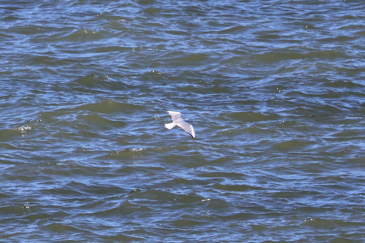 Bonaparte's Gull - ML501697381