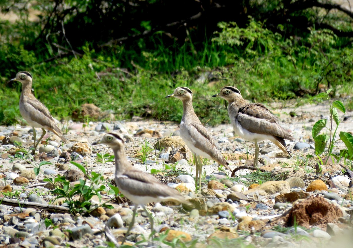 Peruvian Thick-knee - Fernando Angulo - CORBIDI