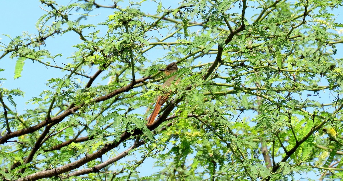 Rufous Flycatcher - Fernando Angulo - CORBIDI