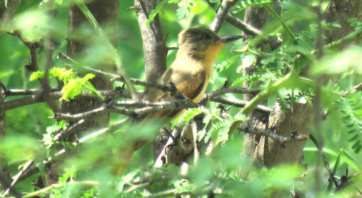 Rufous Flycatcher - ML50169821