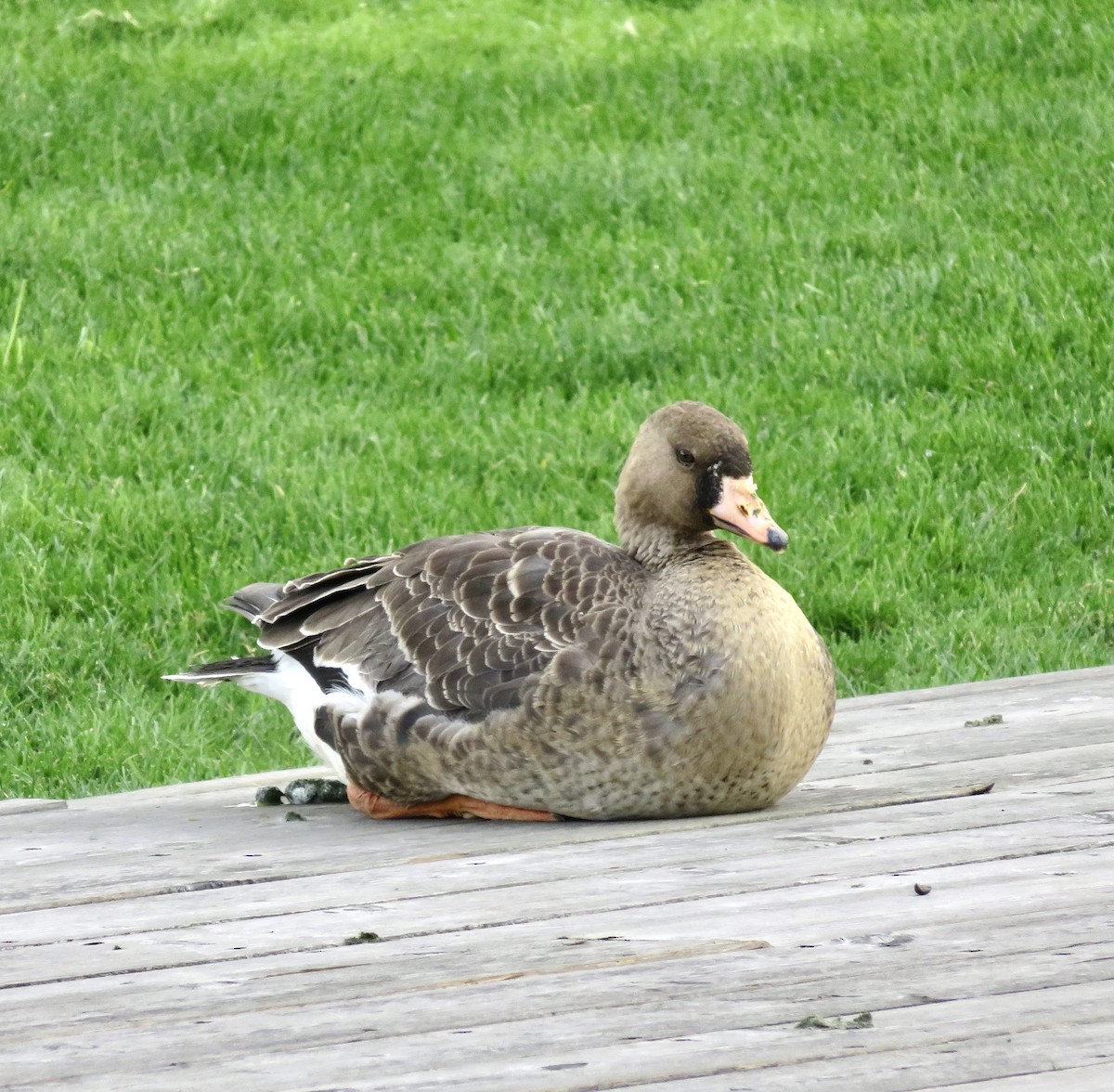 Greater White-fronted Goose - ML501699141