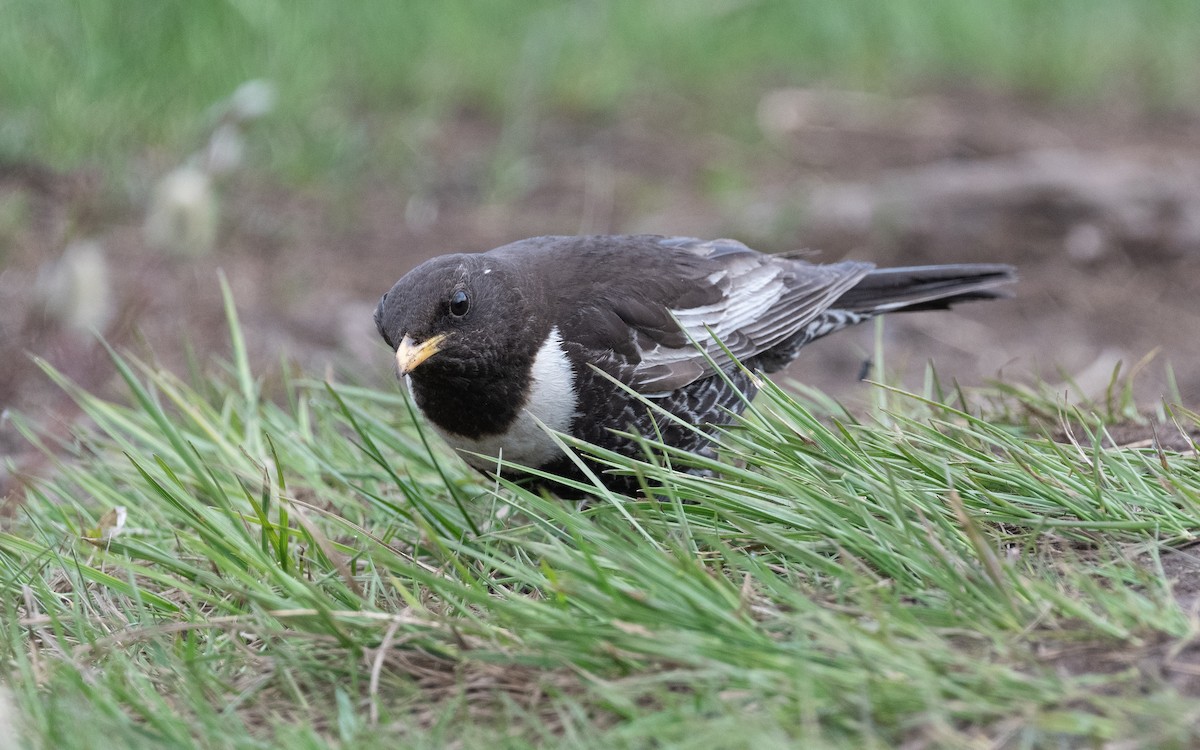 Ring Ouzel (Alpine) - ML501699681