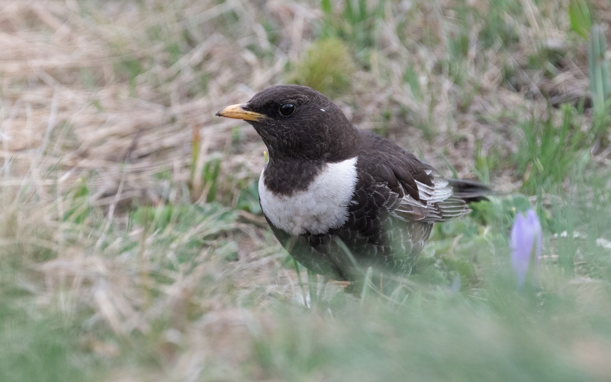 Ring Ouzel (Alpine) - ML501699711