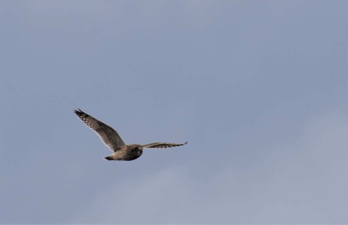 Short-eared Owl - ML501700451