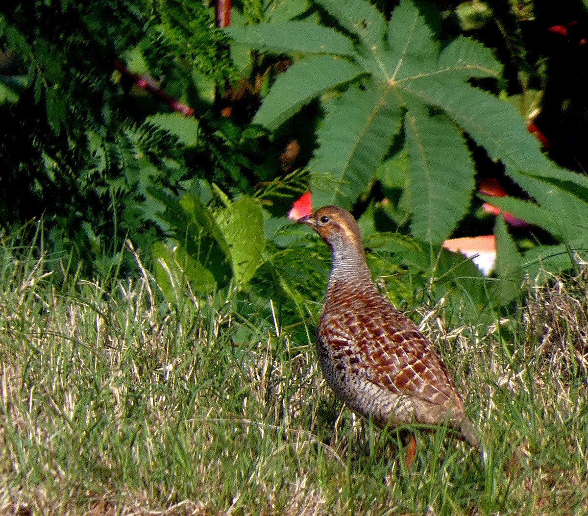 Gray Francolin - ML501700721