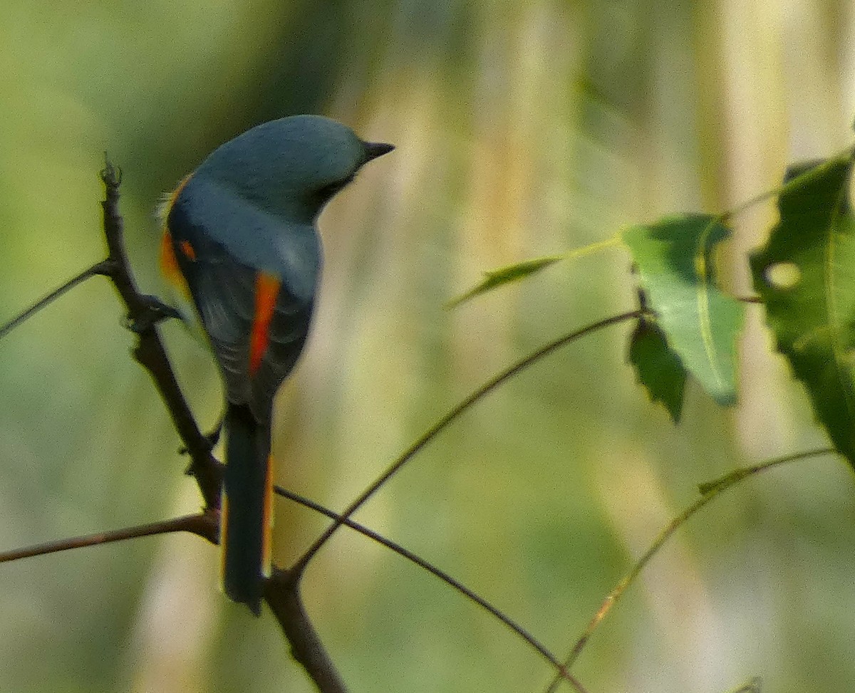 Small Minivet - Santharam V