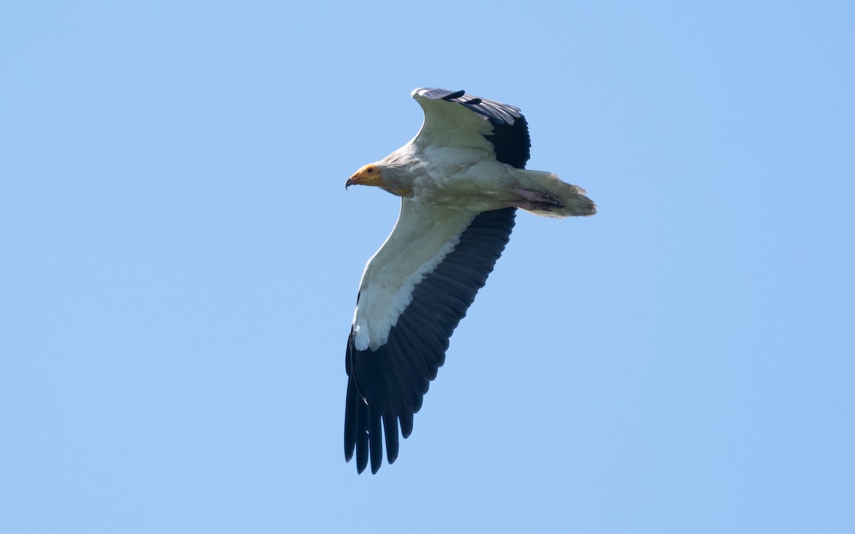 Egyptian Vulture - ML501703161