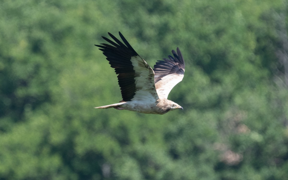 Egyptian Vulture - ML501703301