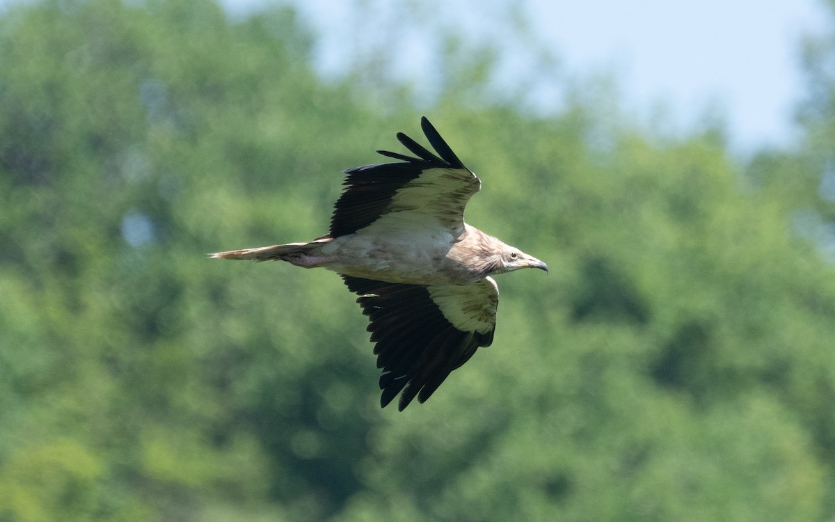 Egyptian Vulture - ML501703341