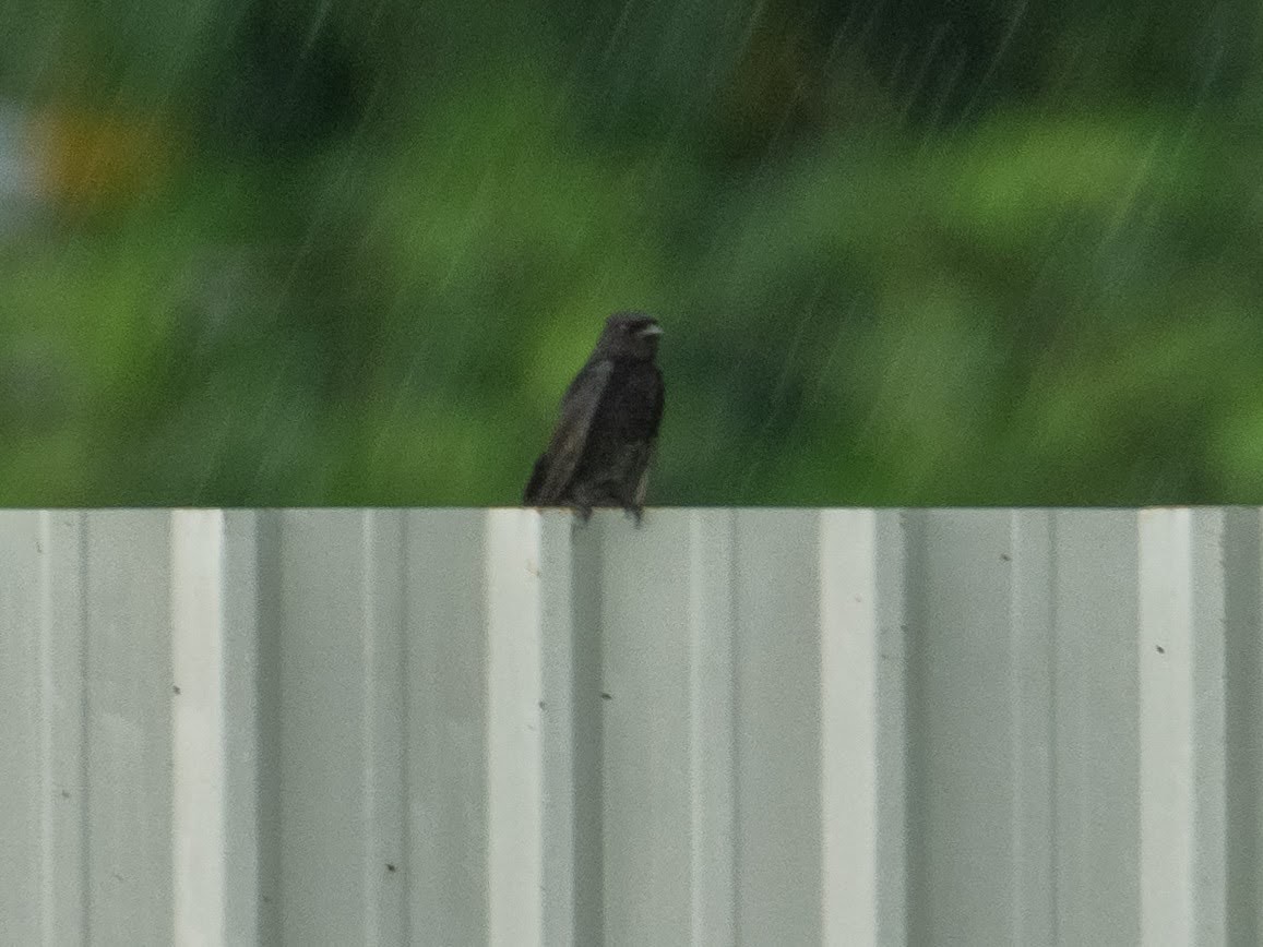 Black Drongo - ML501704191