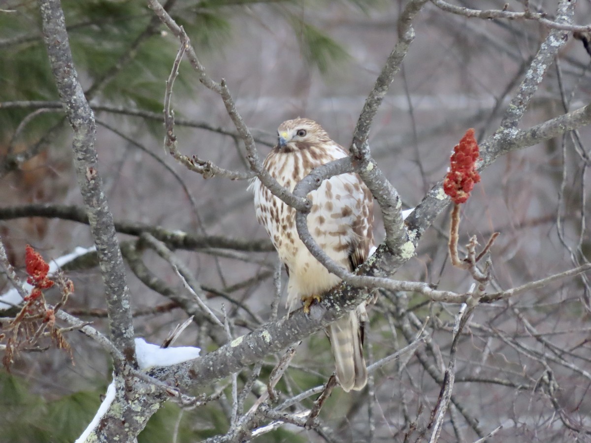 Red-shouldered Hawk - ML501704801