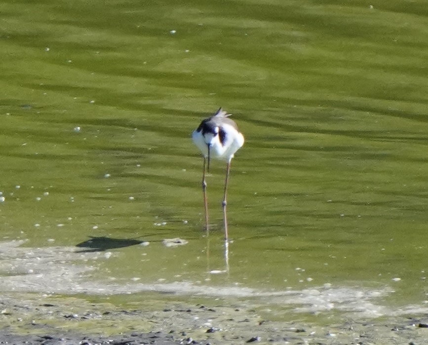 Black-necked Stilt - ML501705121