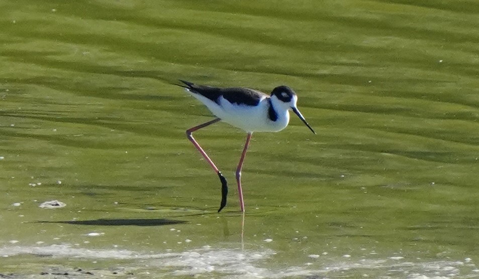 Black-necked Stilt - ML501705131