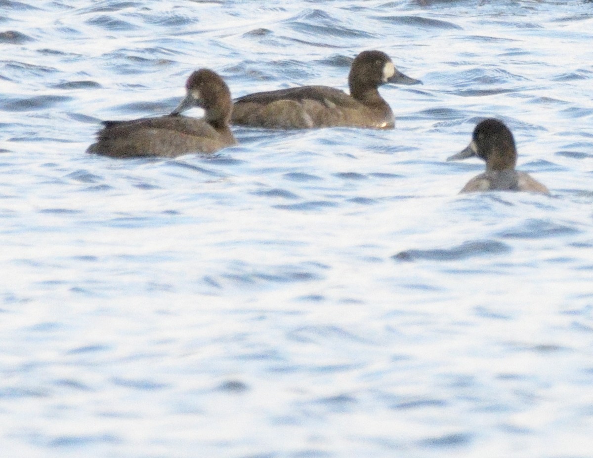 Greater Scaup - ML501707461