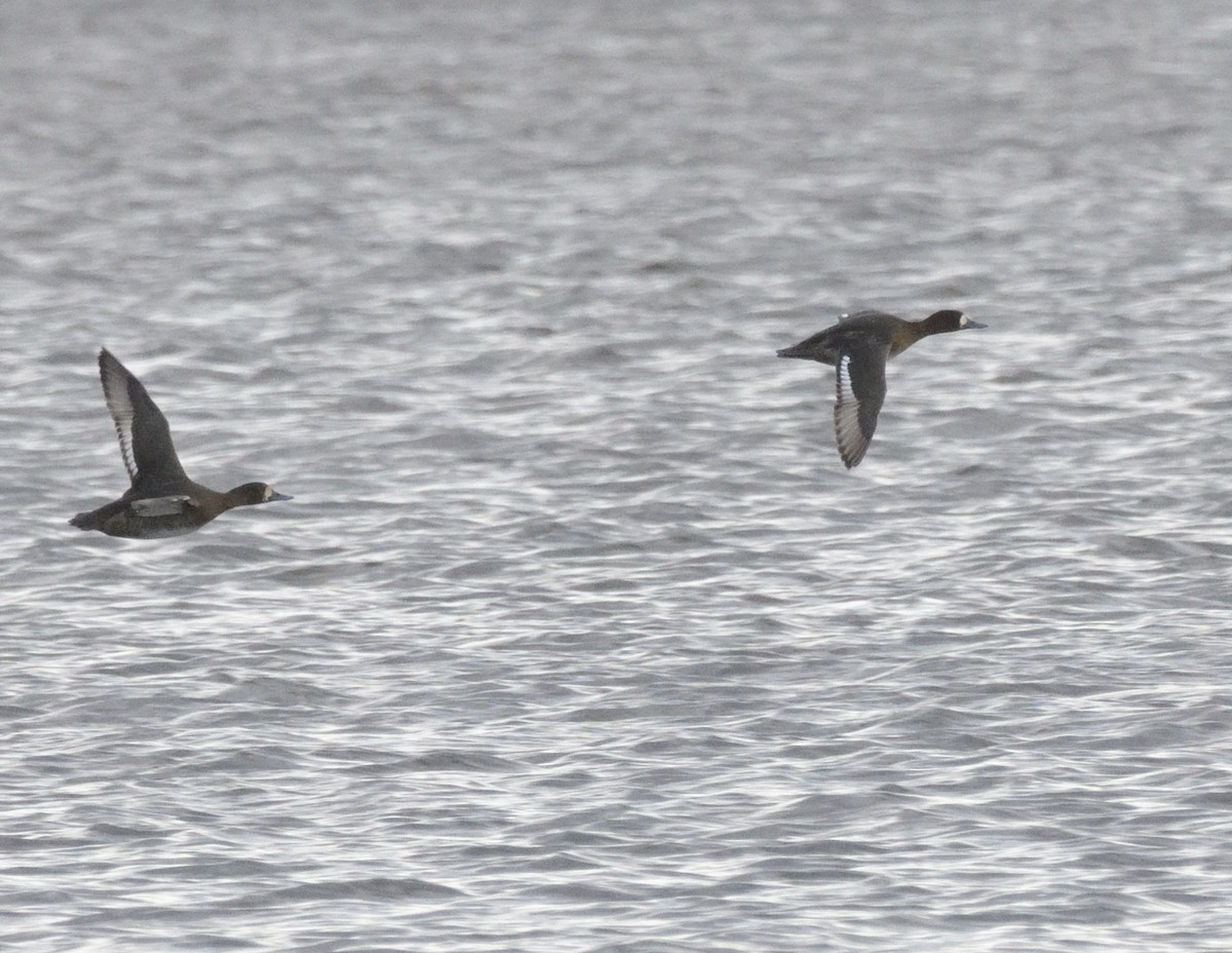 Greater Scaup - ML501707471