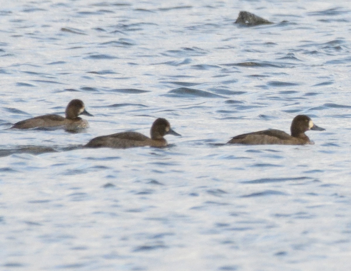 Greater Scaup - ML501707481