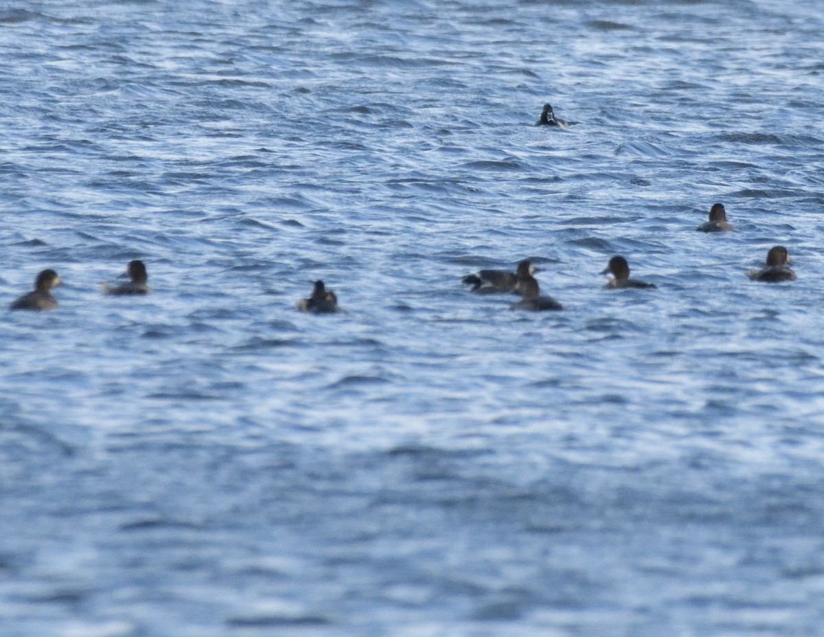 Greater Scaup - ML501707501