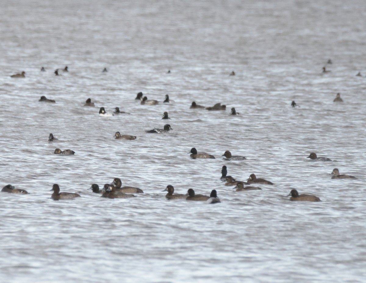 Greater Scaup - ML501707511