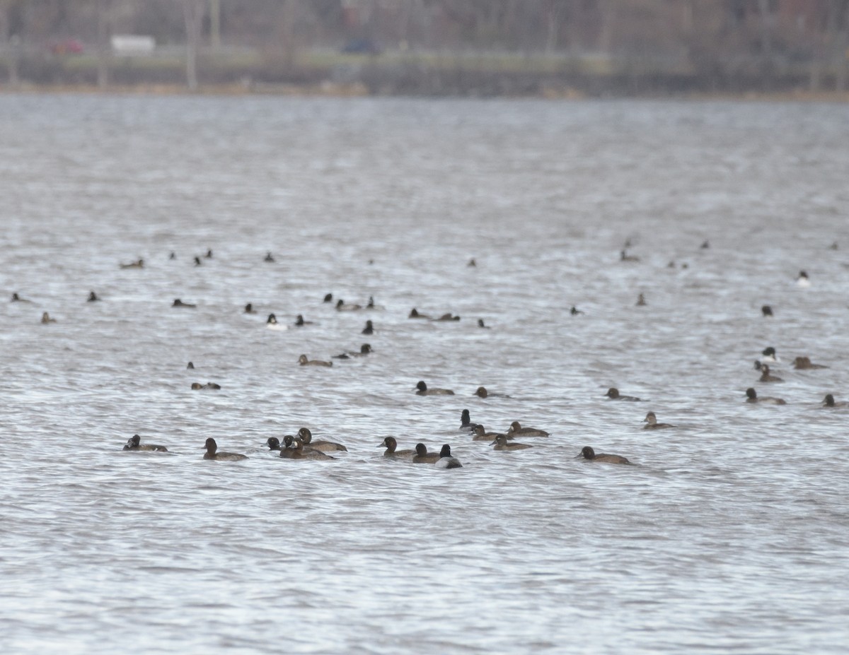 Greater Scaup - ML501707541