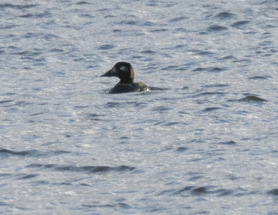 White-winged Scoter - FELIX-MARIE AFFA'A