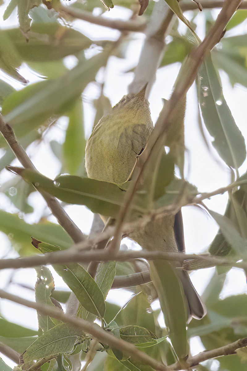 סבכון פסים - ML501709021