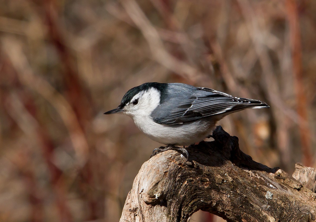 White-breasted Nuthatch - ML50170961