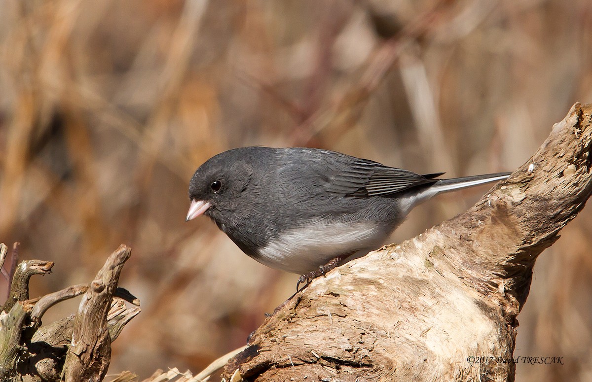 Dark-eyed Junco - ML50171031